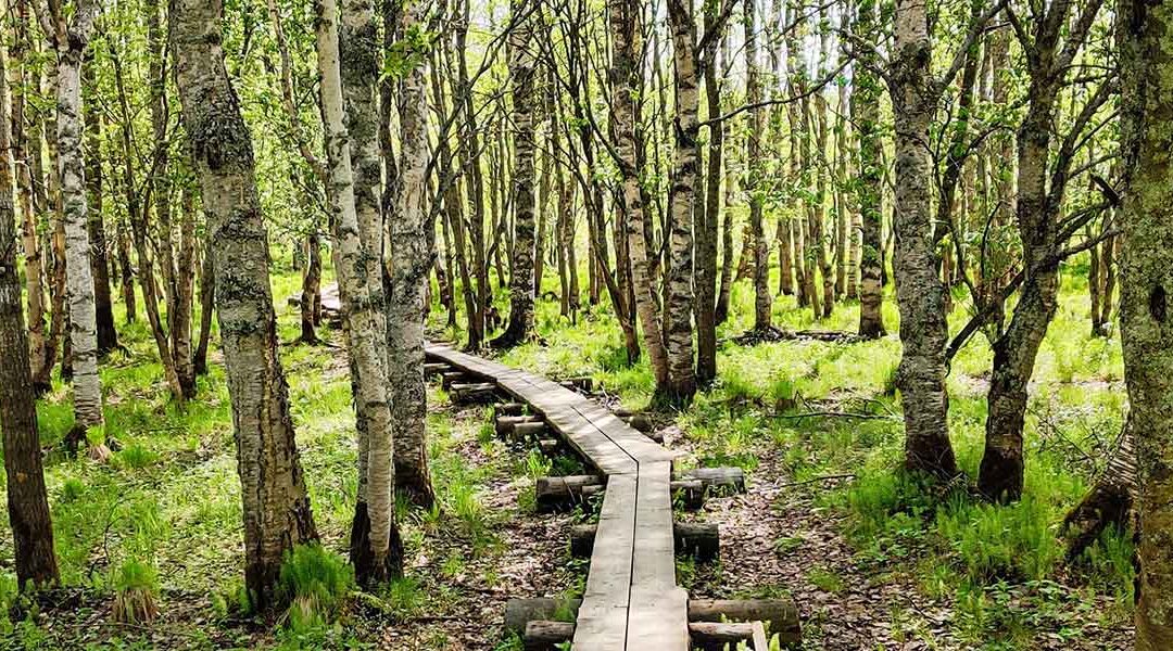 Omakielinen työhönvalmennus maahanmuuttaneille, Etelä-Karjala